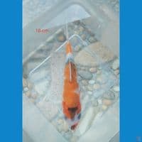 showa tategoi 18 cm