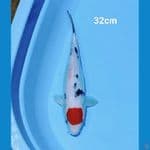 Original Tancho sanke 32cm