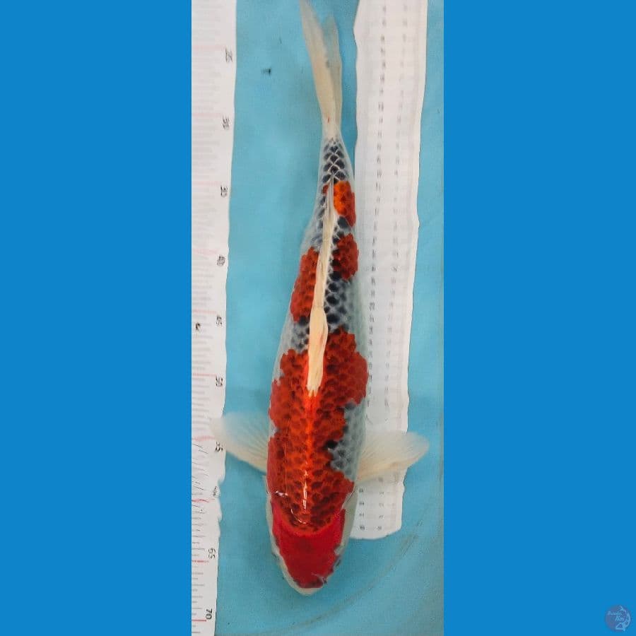 gosiki 45cm