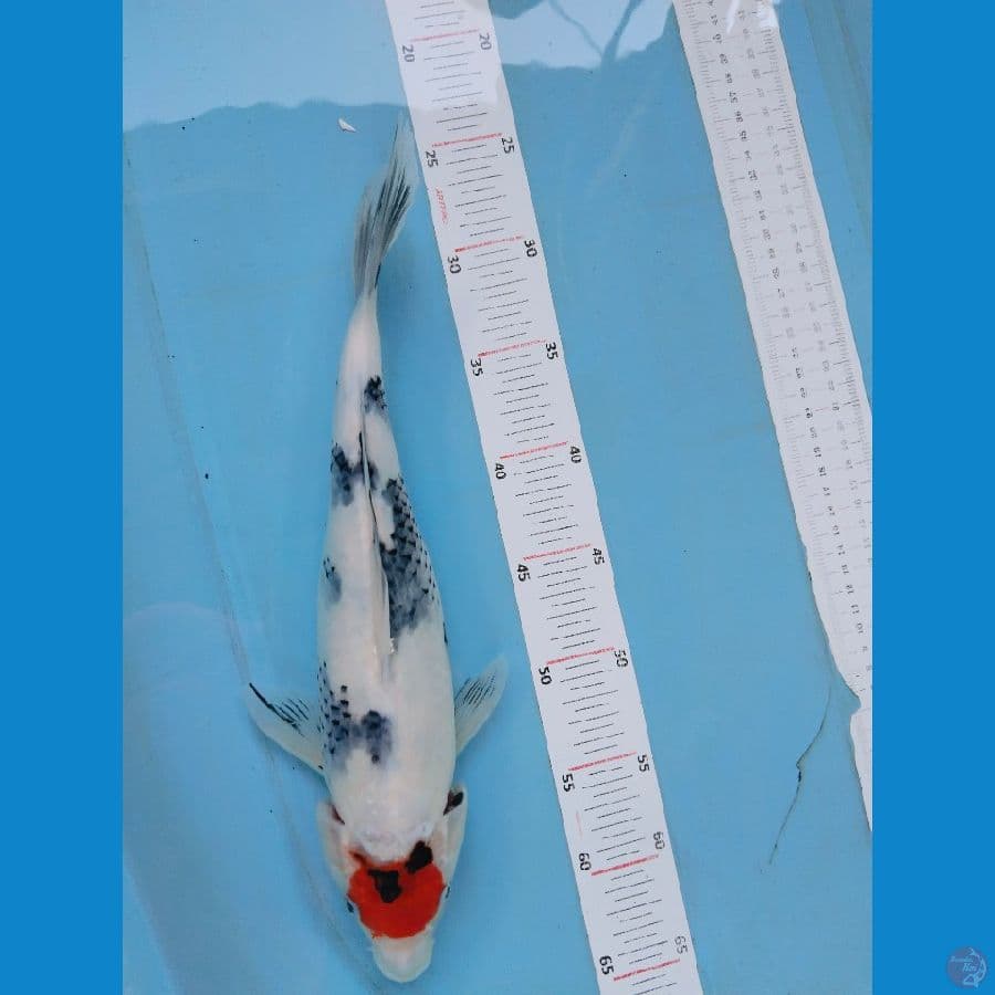 tancho showa 37cm