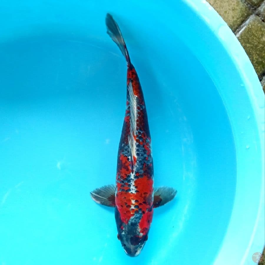 KIN SHOWA RED DRAGON MALE 41CM
