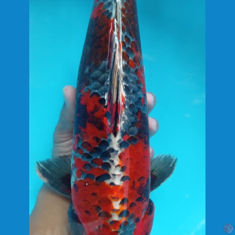 KIN SHOWA RED DRAGON MALE 41CM