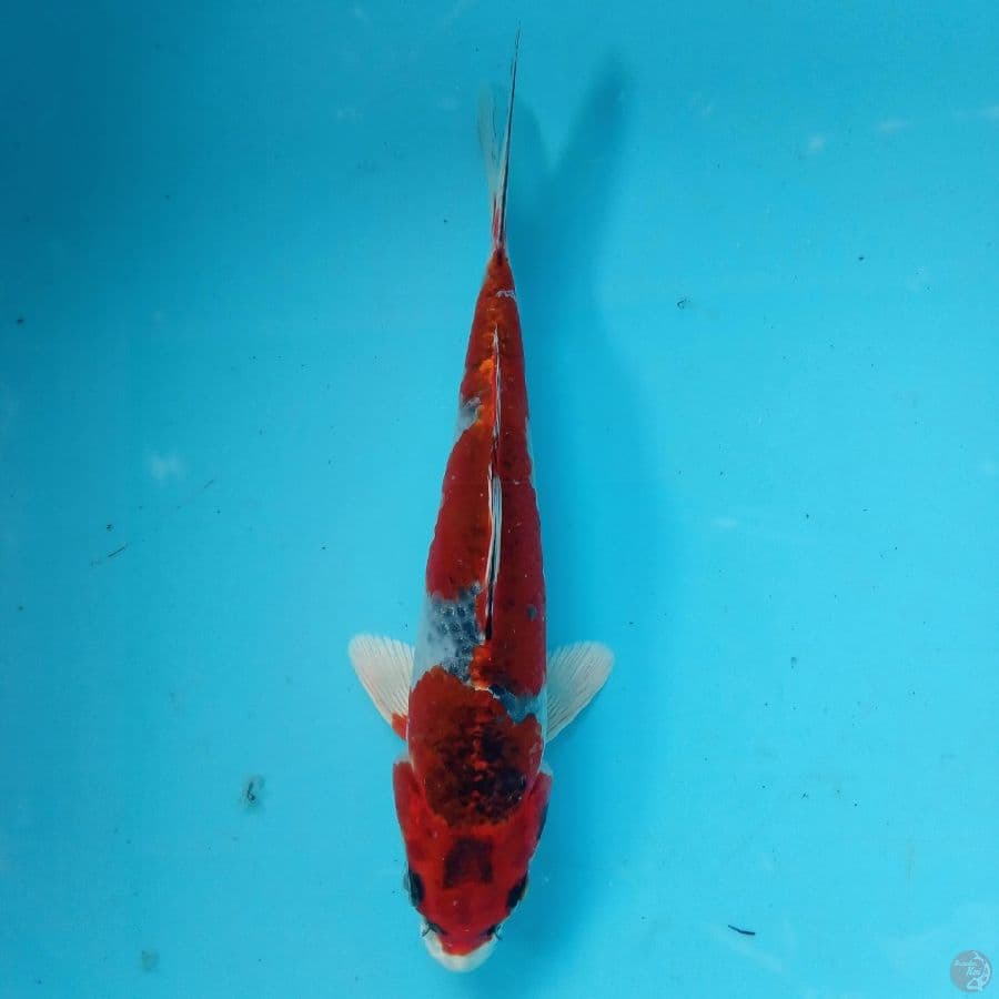 KUJAKU RACING 19CM