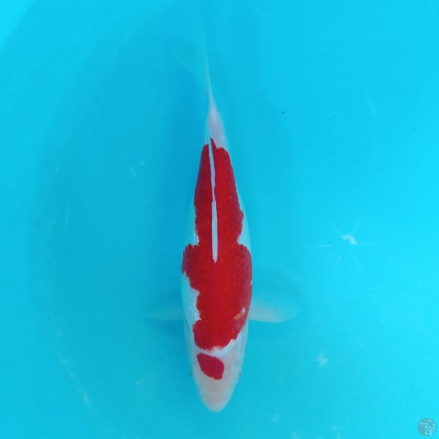 KOHAKU GINRIN STRONG 32CM FEMALE
