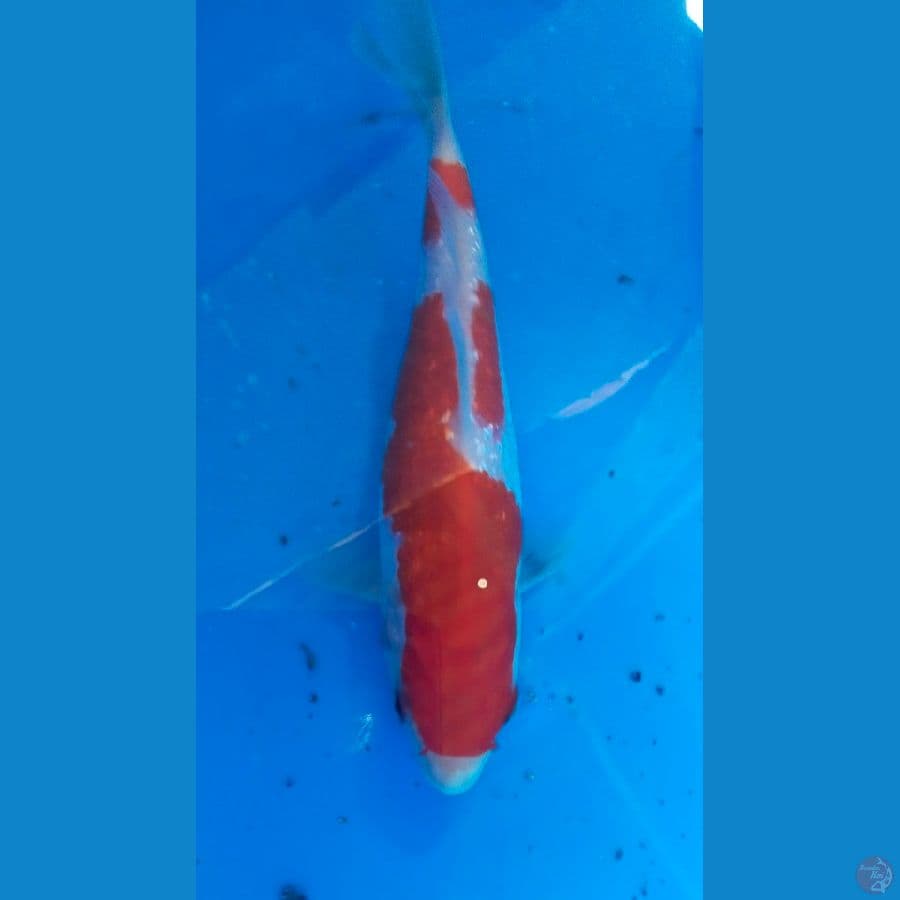 kohaku ginrin 18cm