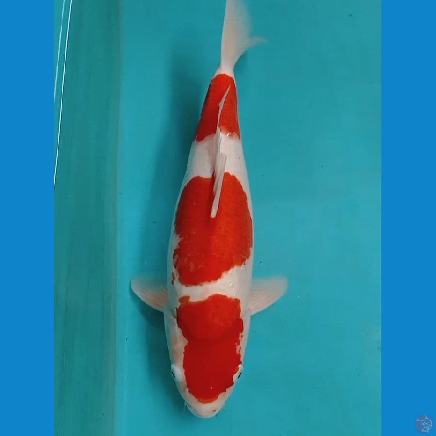 KOHAKU 44cm