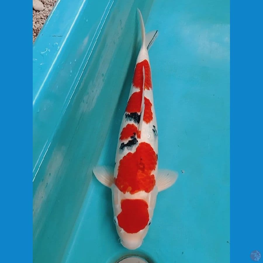 Sanke 46cm