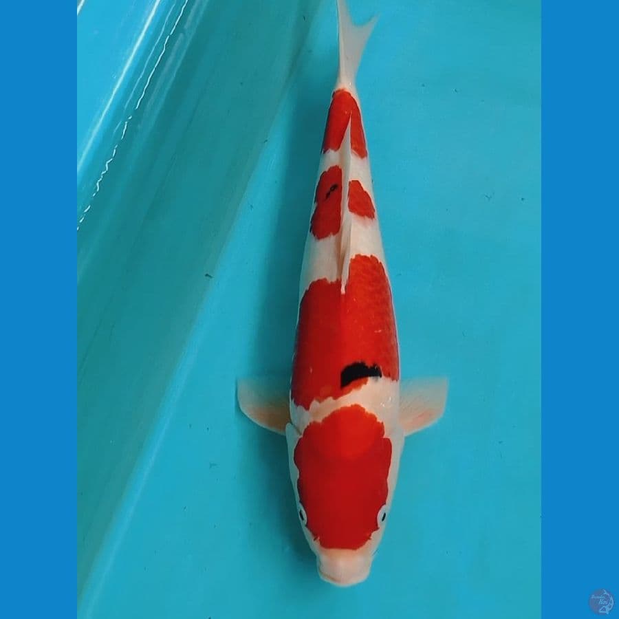 SANKE 40CM