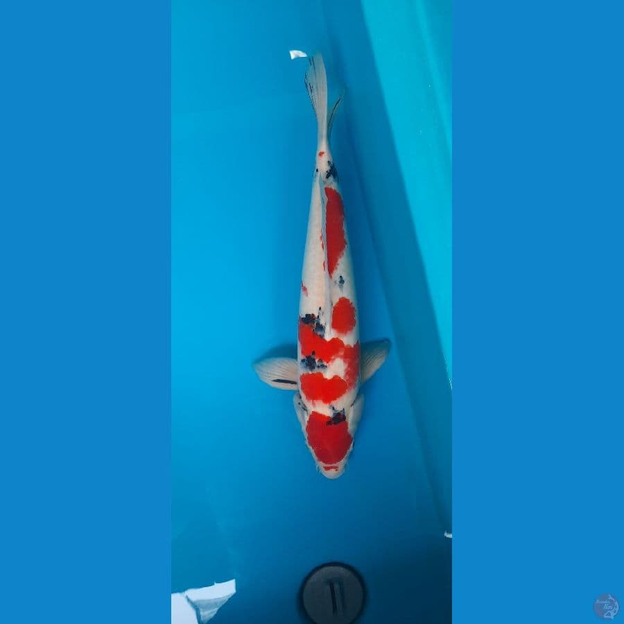 Male 46cm