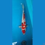 Male 46cm