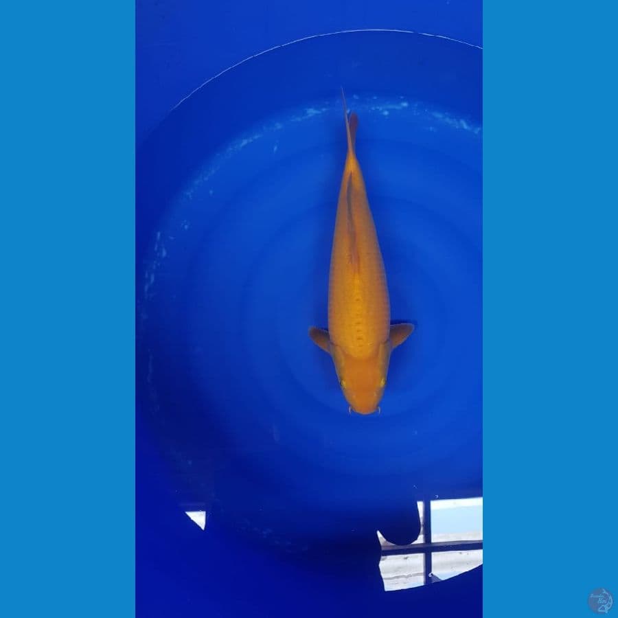 Karasi lemon jumbo 43cm male pundukan 