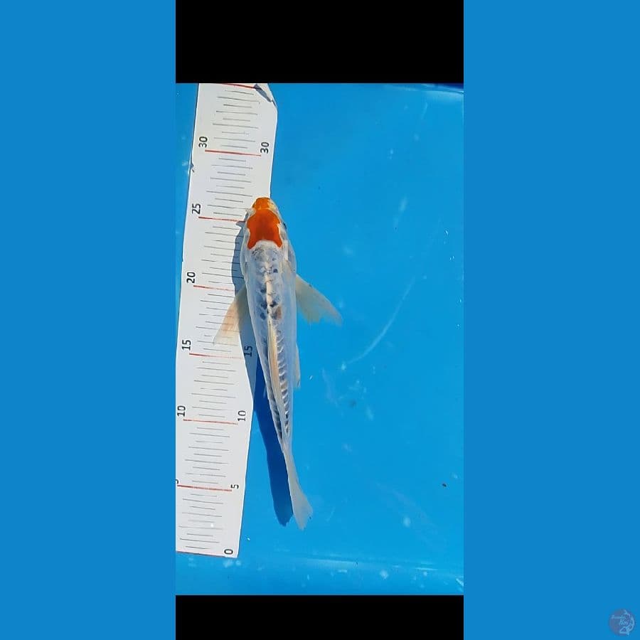 tc bintang ori . 23 cm 