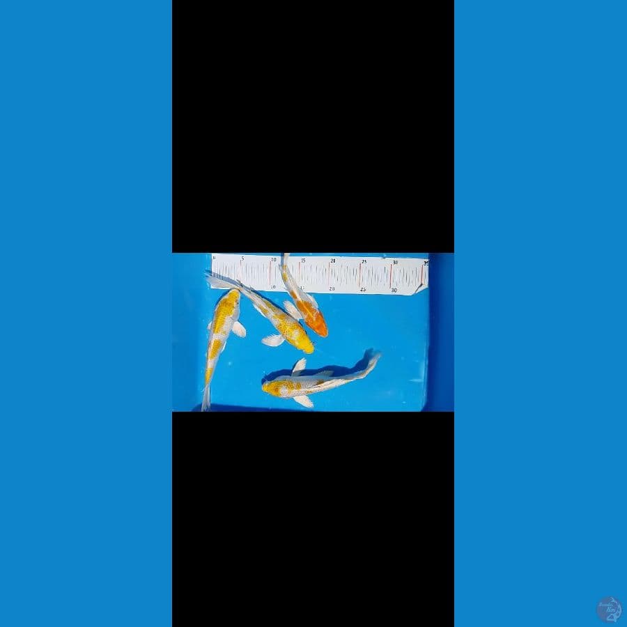 hariwake 20 23 cm 