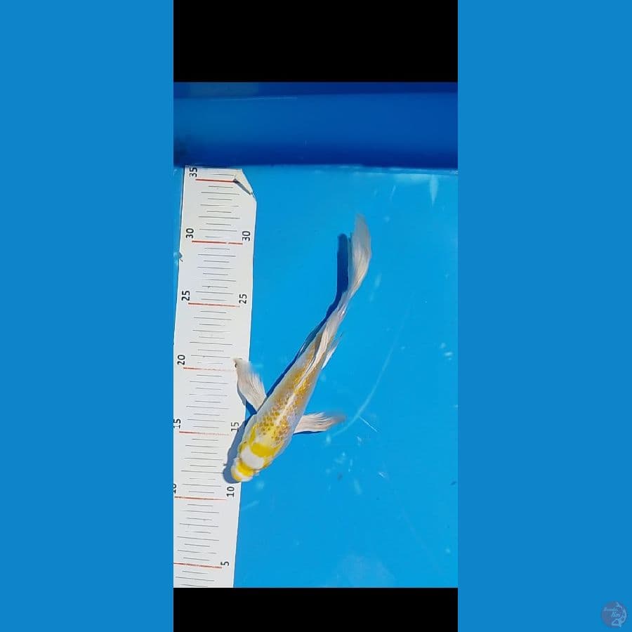 hariwake selayer ginrin 20 cm male