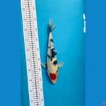 tancho showa 30 cm