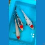 paket tancho special ±25cm