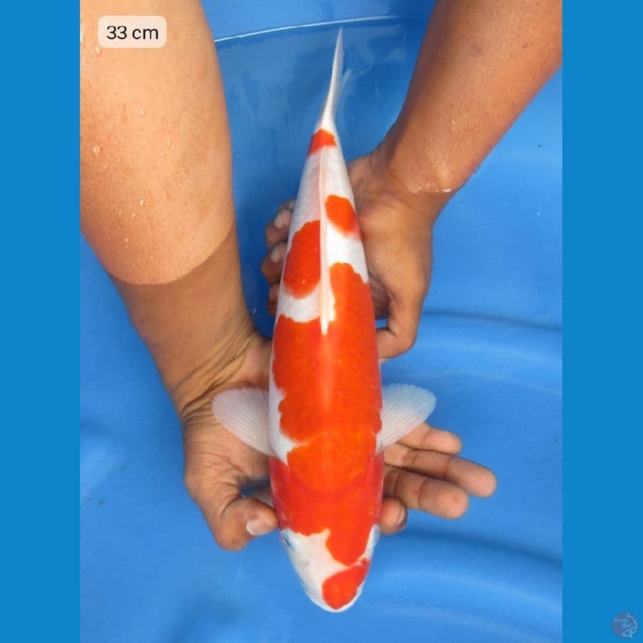 33cm - Red Male Kohaku