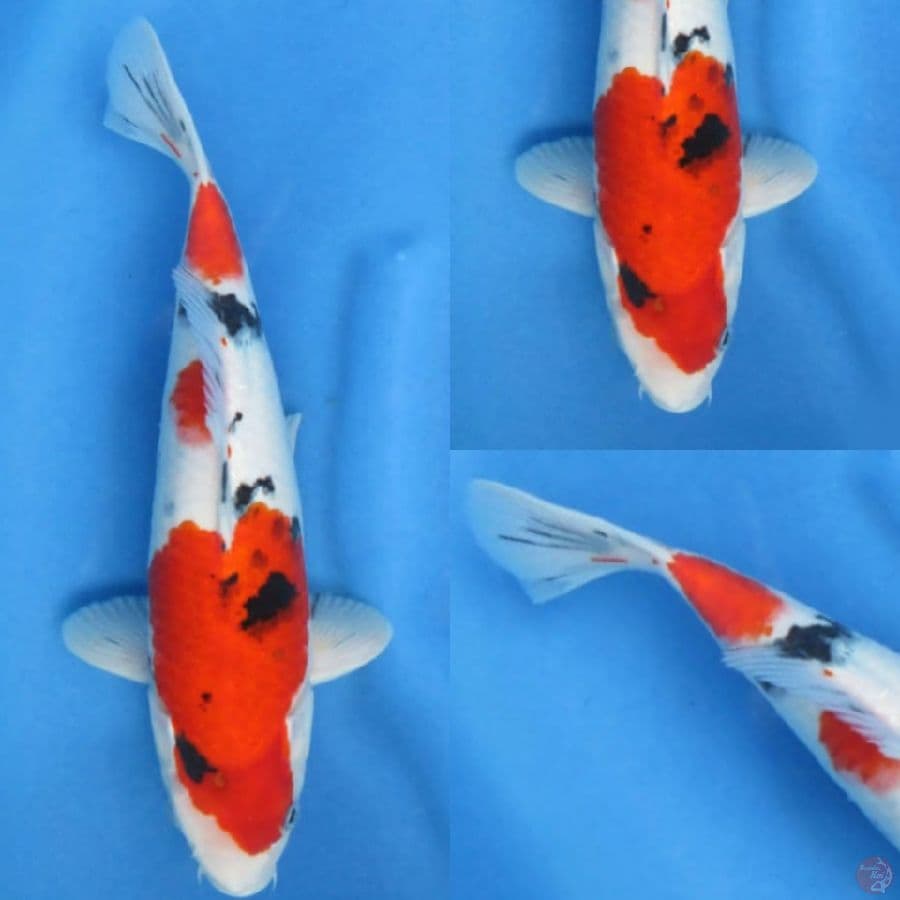 33cm, Sanke Bulky Male