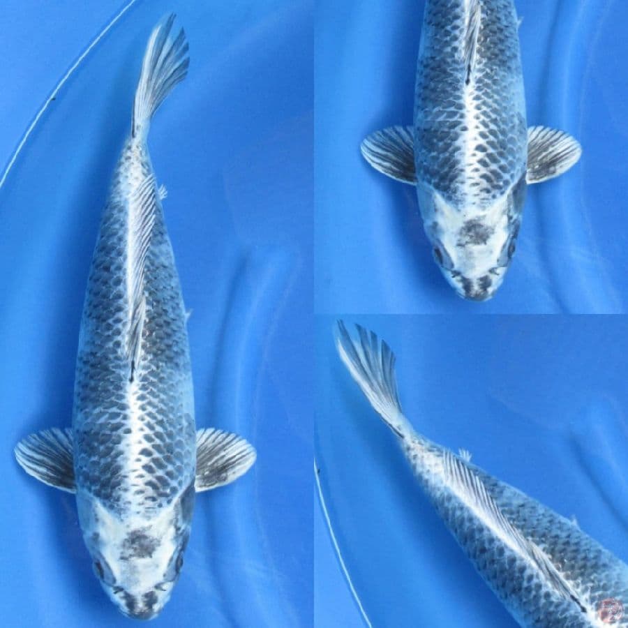 45cm , Male SQ