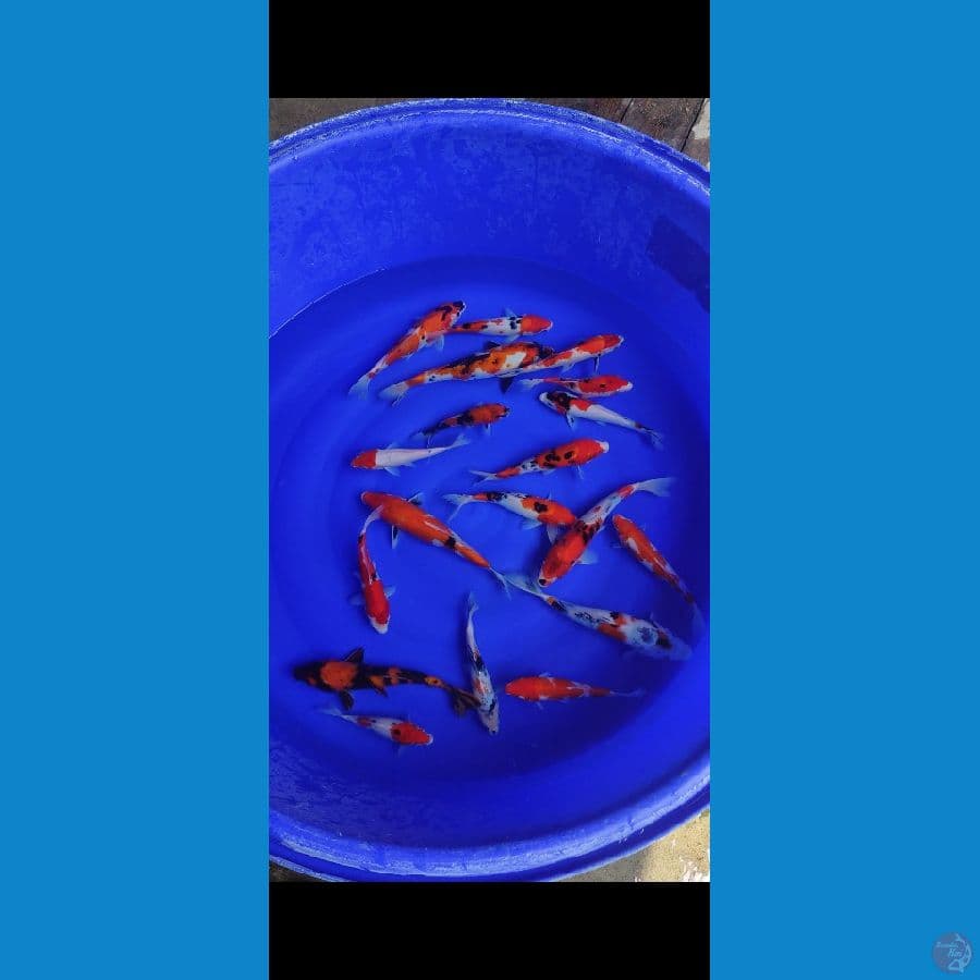 Mix Showa Sanke Kohaku