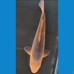 Caramel 25cm Jantan