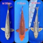 Lelang Mix 3ekor polosan
