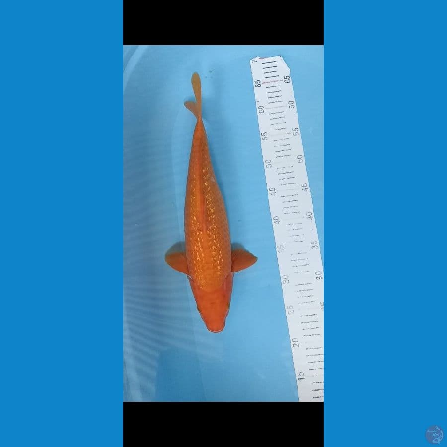 red karasi 43cm
