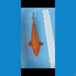 red karasi 43cm