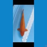 red karasi 43cm male