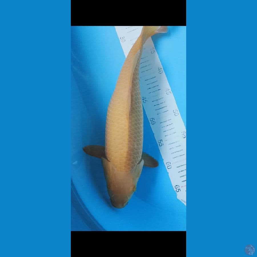 caramel 40cm