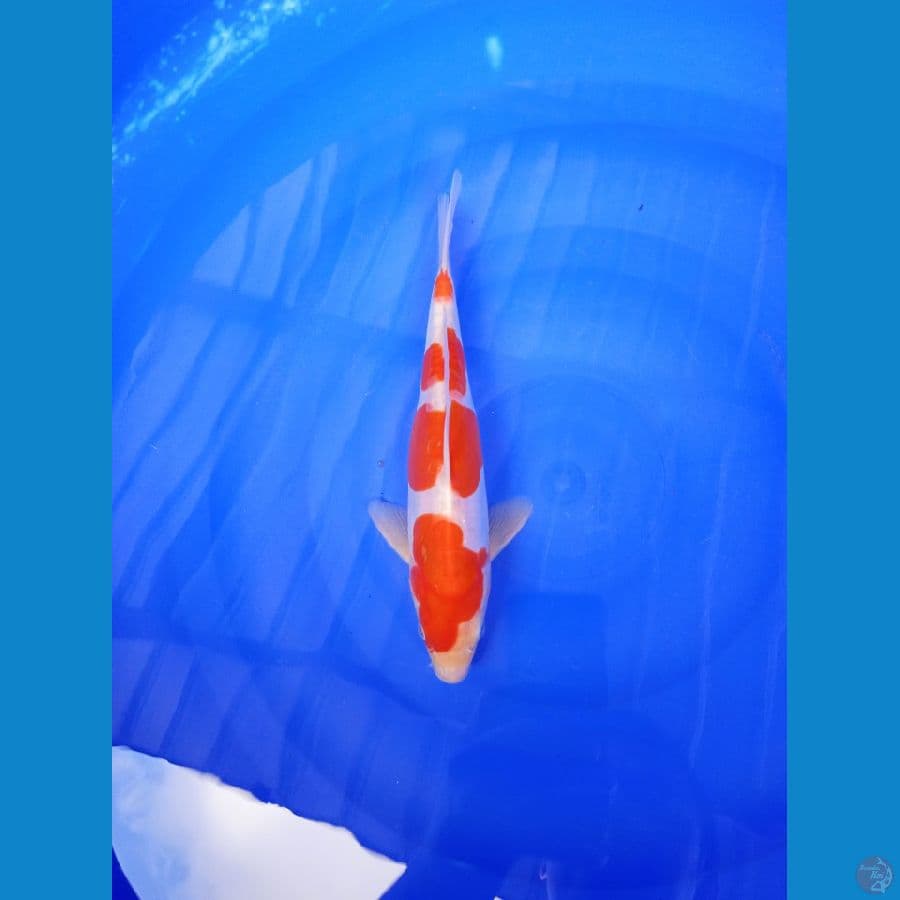 Kohaku Doitsu  M25