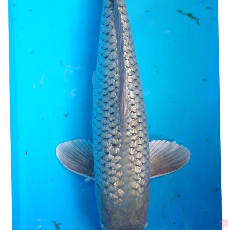 SORAGOI GINRIN 34 CM