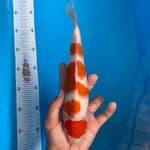 AI GOROMO 28CM