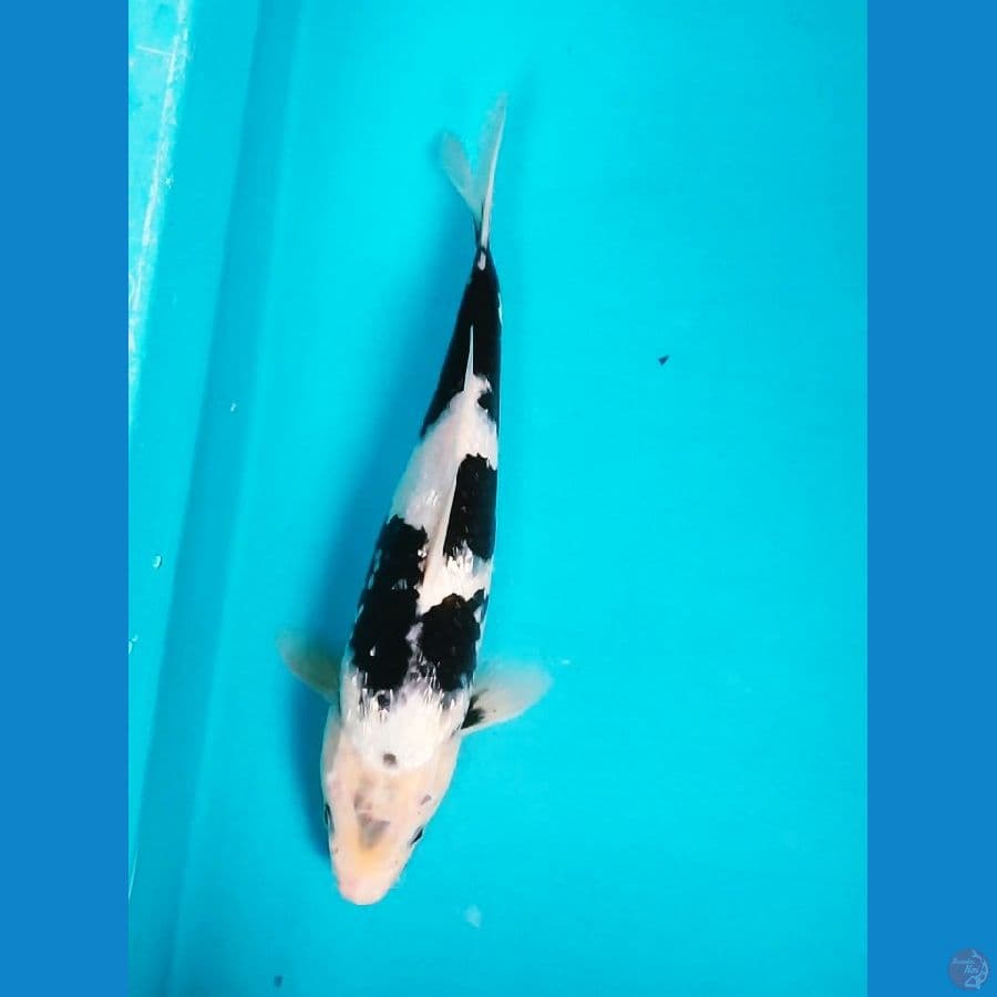SHIRO.GINRIN SUMI PEKAT 32CM