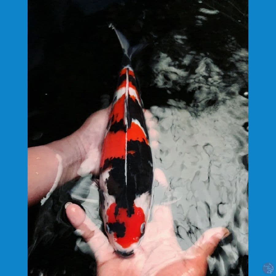 HQ SHOWA 35CM MALE ORYGINAL 