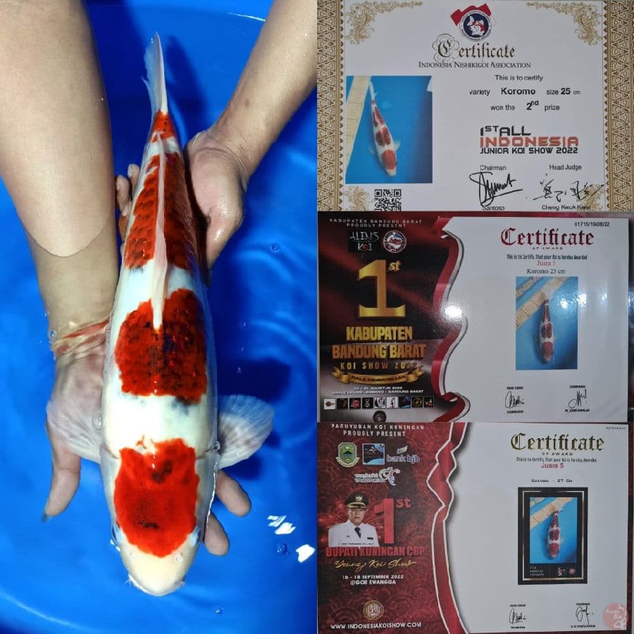 HQ Ai_koromo 46cm male berprestasi 3×