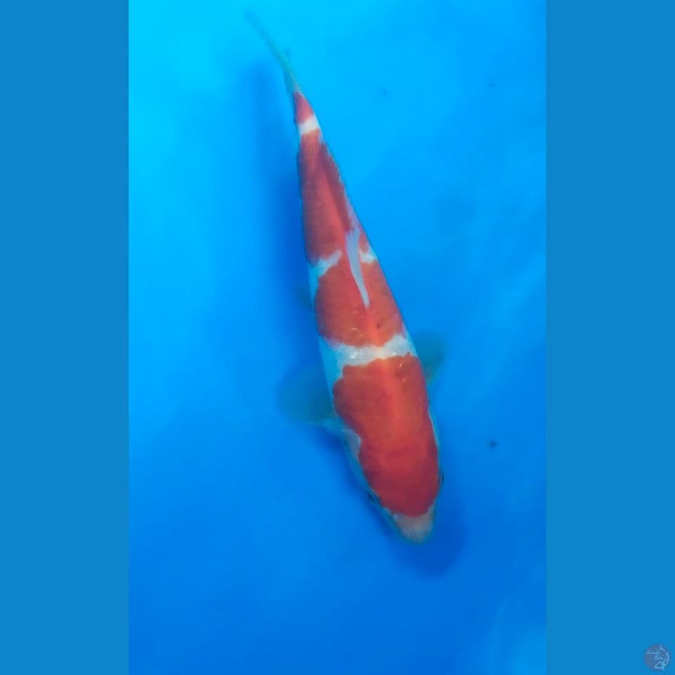 kohaku 21cm