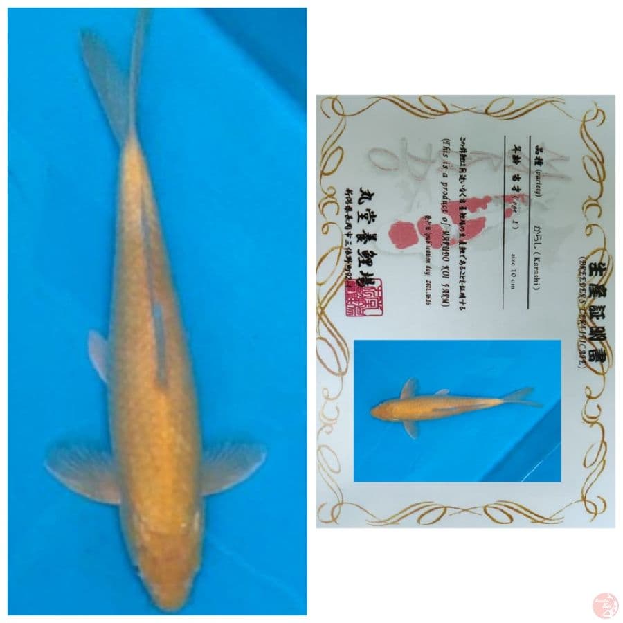 IMPORT KARASHI MARUDO JANTAN MM 40BU