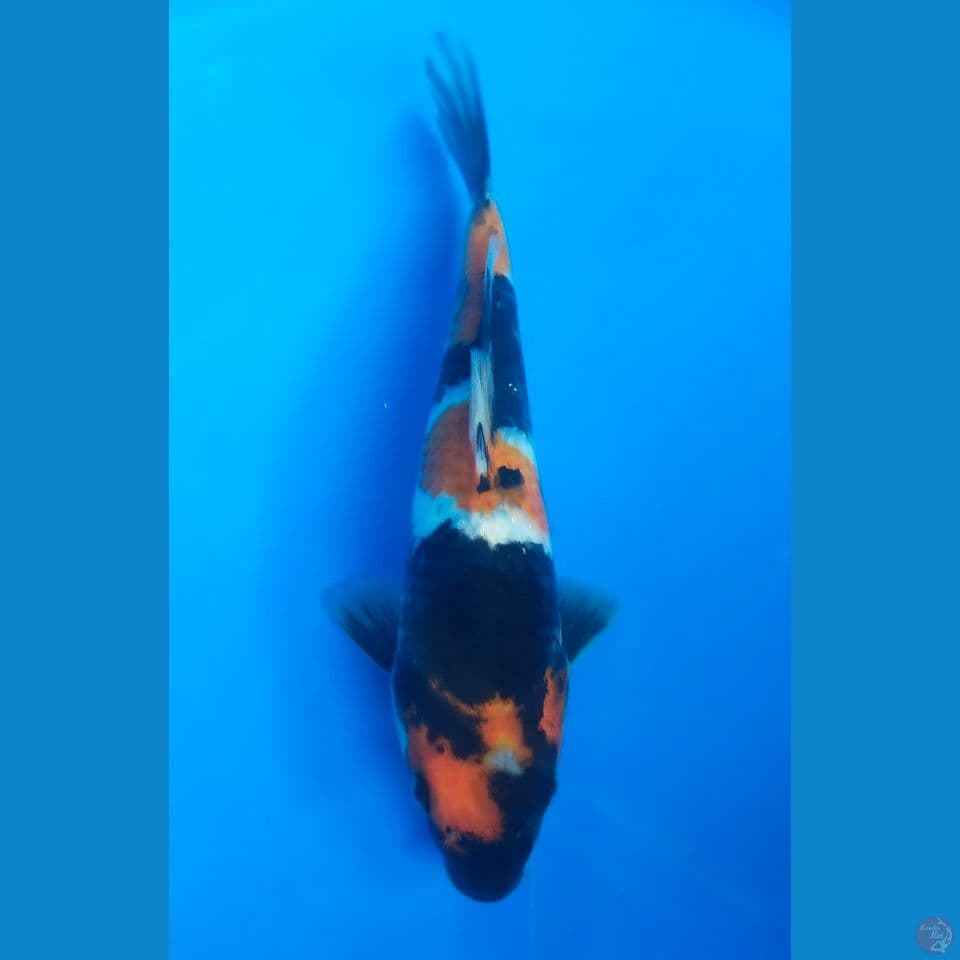 kohaku 24cm