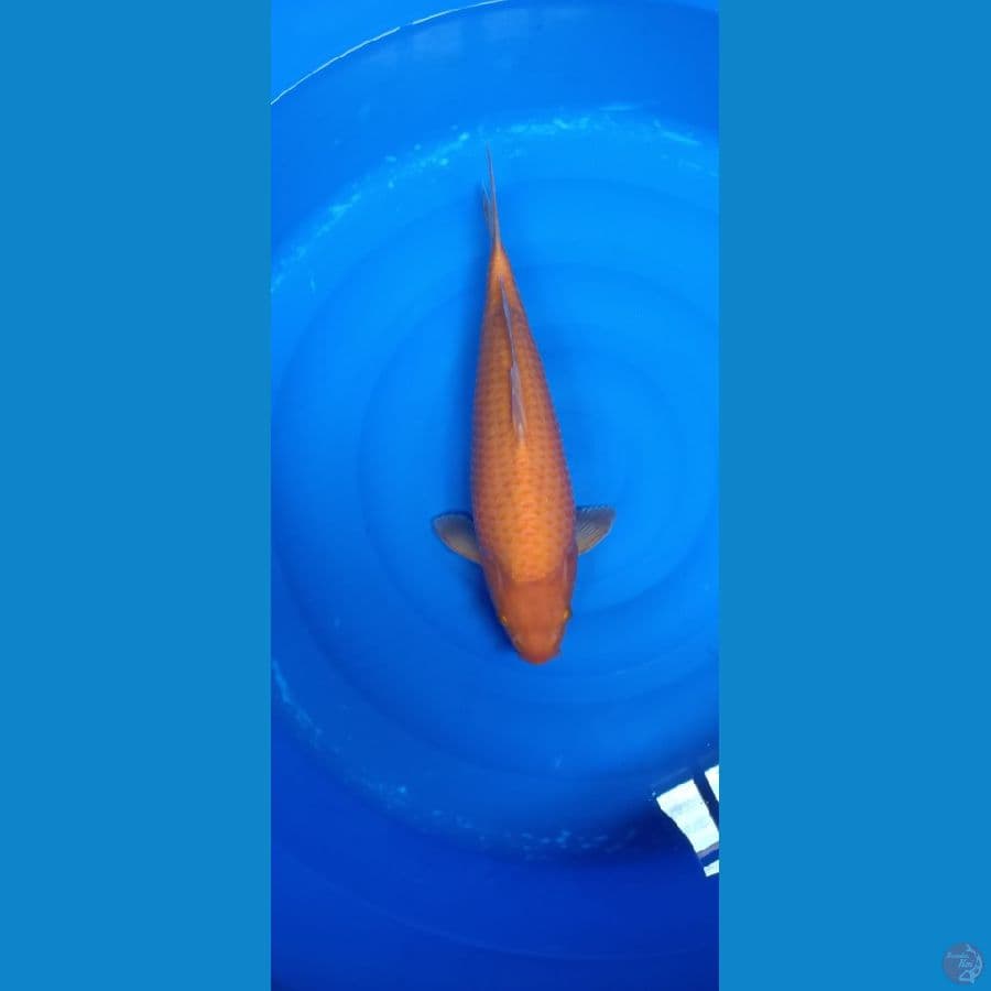Super red Karasi male 43cm pundukan KWALITAS JOOSSS 