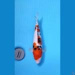 SANKE 31CM - FEMALE