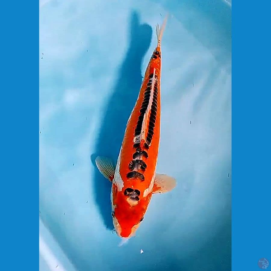 38 cm hanasushui male