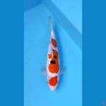 SANKE 32CM - FEMALE