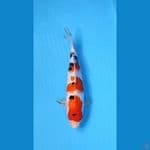 SANKE 29CM - FEMALE