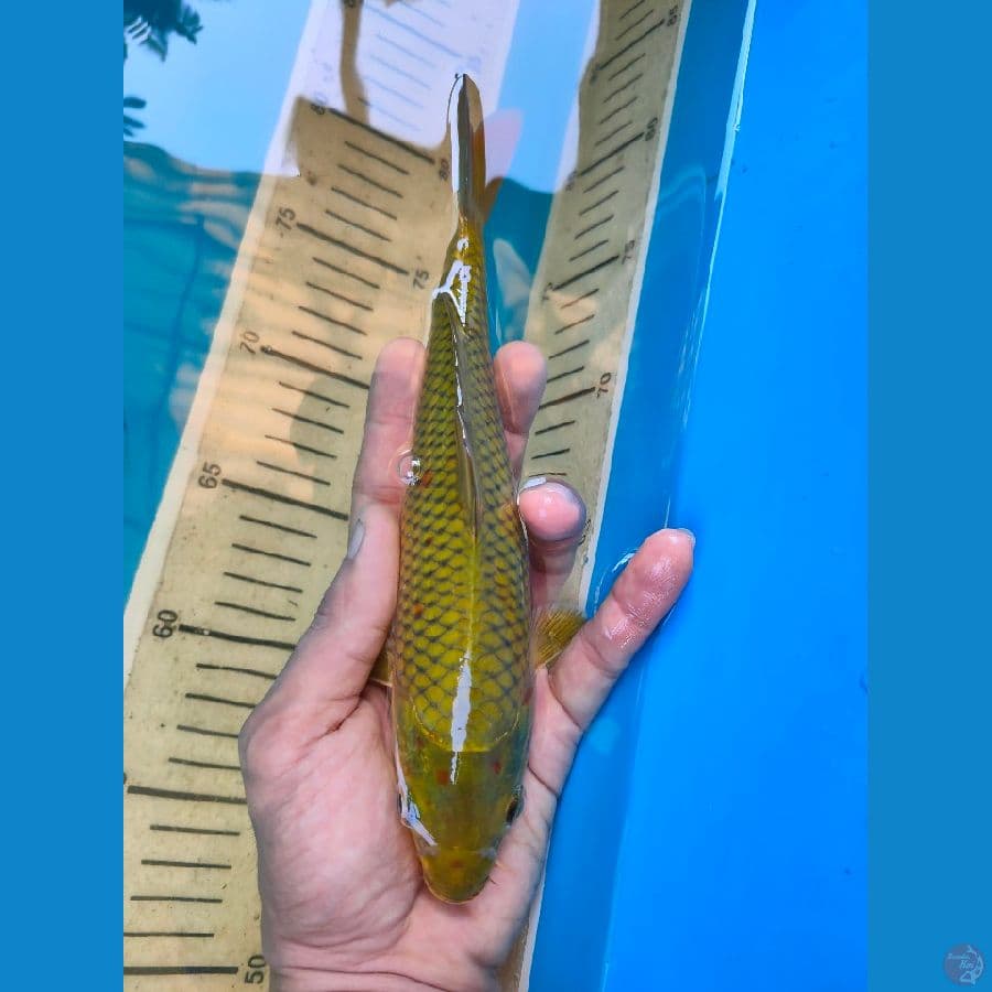 chagoi hijau 20 cm