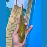 chagoi hijau 20 cm