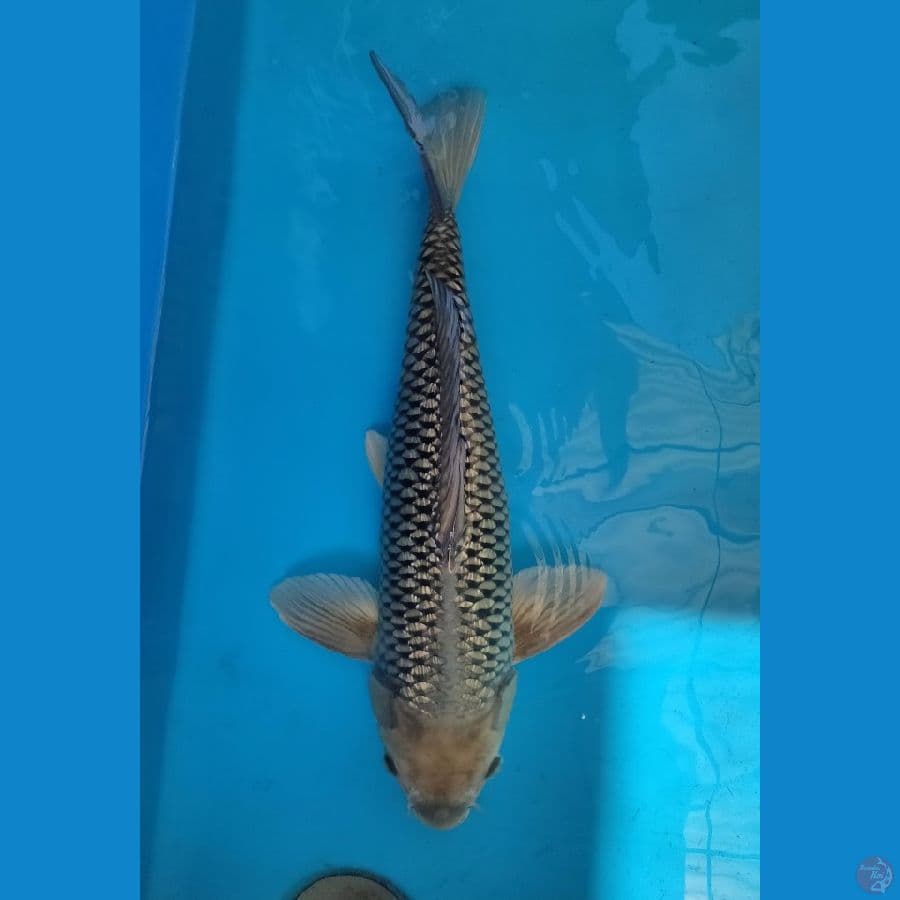 soragoi ginrin rapat 47 cm