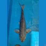 soragoi ginrin rapat 47 cm