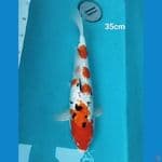 Sanke ginrin 35cm