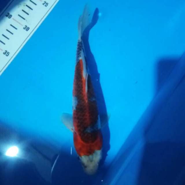 ghosiki merah